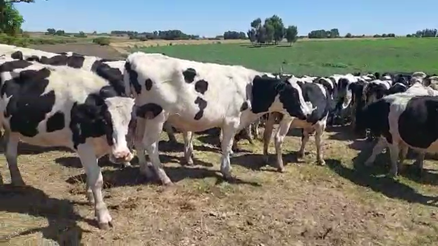 Lote 57 Novillos Holando