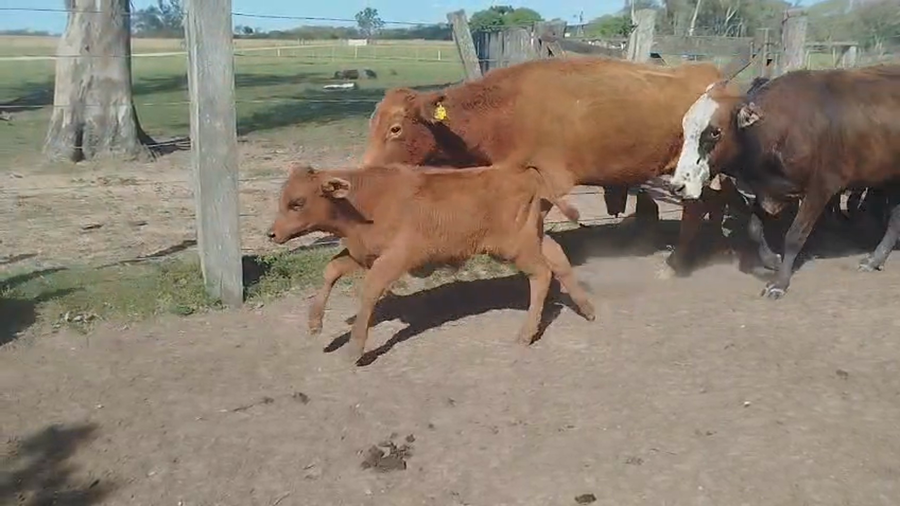 Lote 80 Vacas nuevas C/ cria en Corrientes, La Cruz