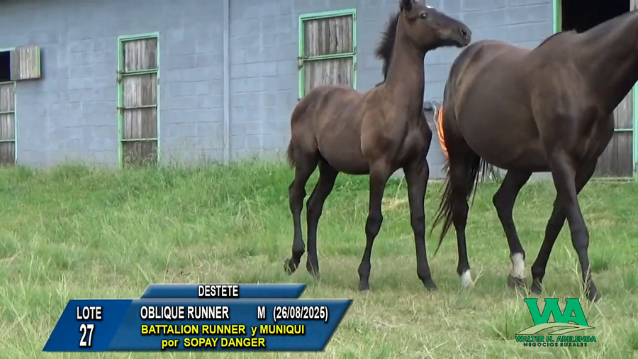 Lote OBLIQUE RUNNER
