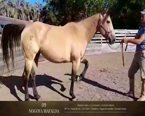 Lote Caballos a remate en 2da ESTA NOCHE BAYA, San José