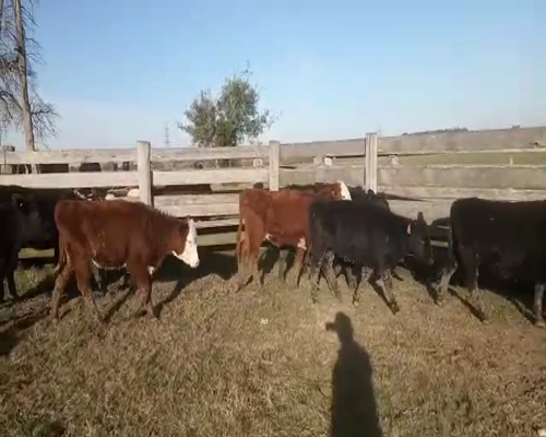 Lote 16 Terneras AA Y CRUZAS 180kg - , San José