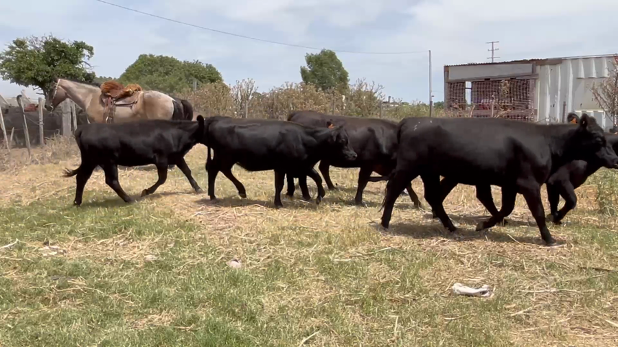 Lote 96 Vaquillonas 1 a 2 años en San Ramón, Canelones
