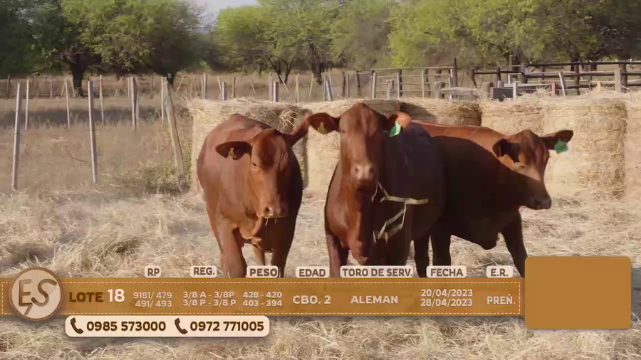 Lote Hembras Preñadas