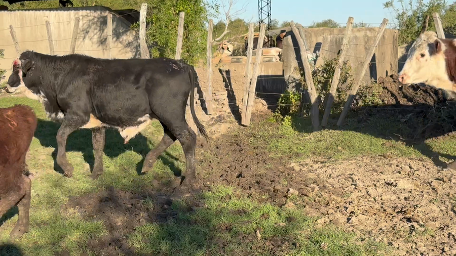 Lote 80 Terneros