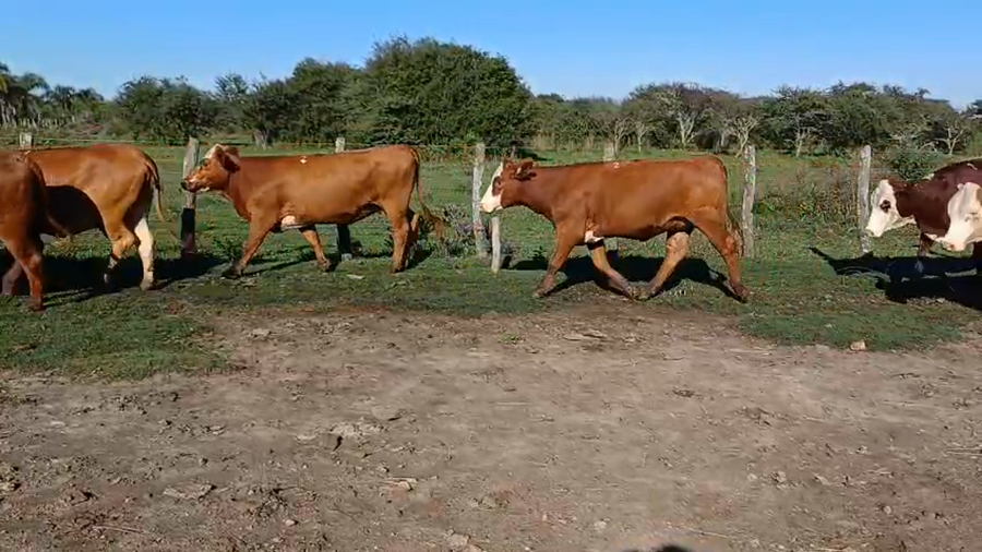 Lote 33 Vaquillonas preñadas en Corrientes, Curuzú-Cuatiá