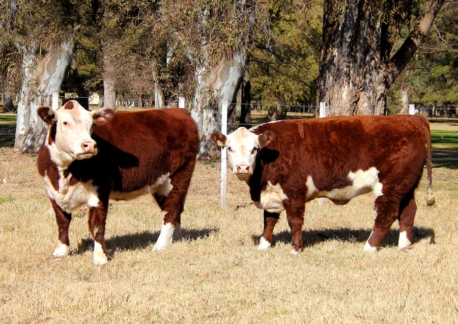 Lote VAQUILLONAS  PURO PEDIGREE (Corral 4)