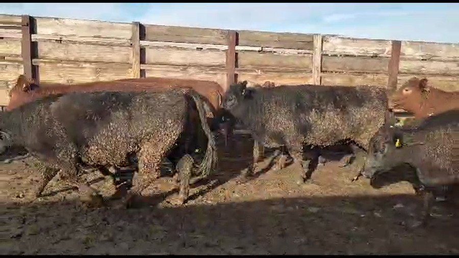 Lote 20 Vaquilla Gorda en Los Ángeles, VIII Región Biobío