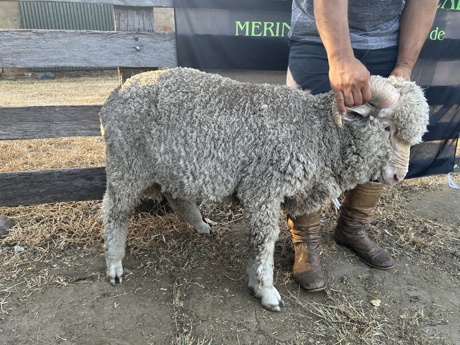 Lote Borrego 2D (MO: Si)