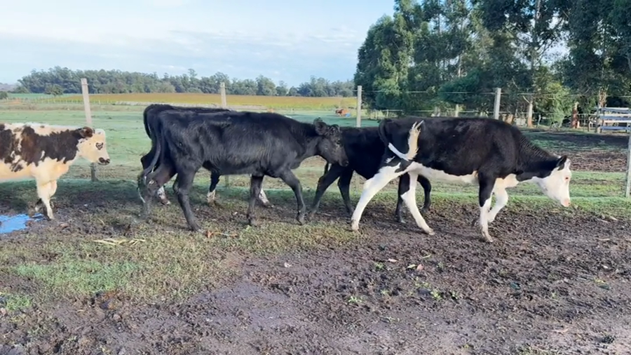 Lote TERNEROS Y TERNERAS