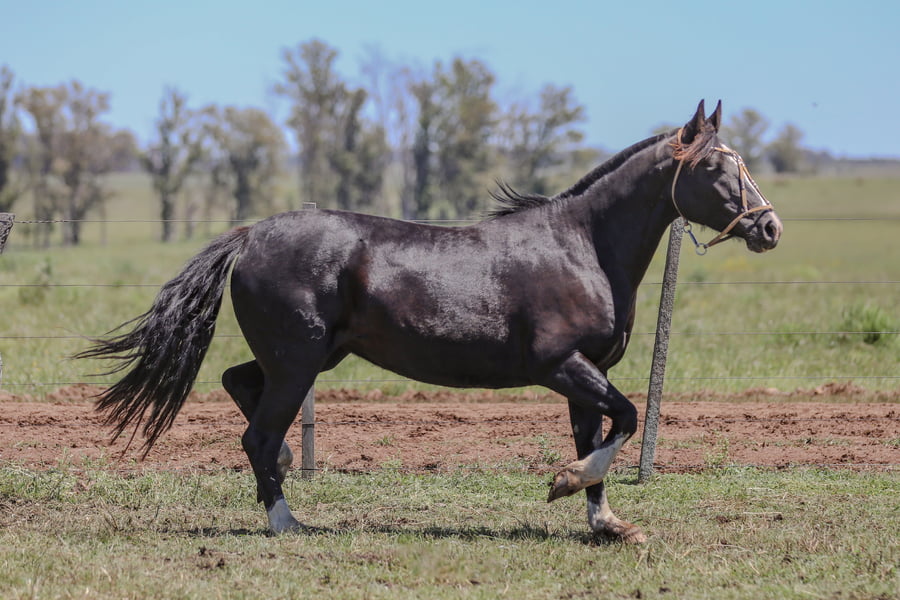Lote DEL SILENCIO PELO LARGO