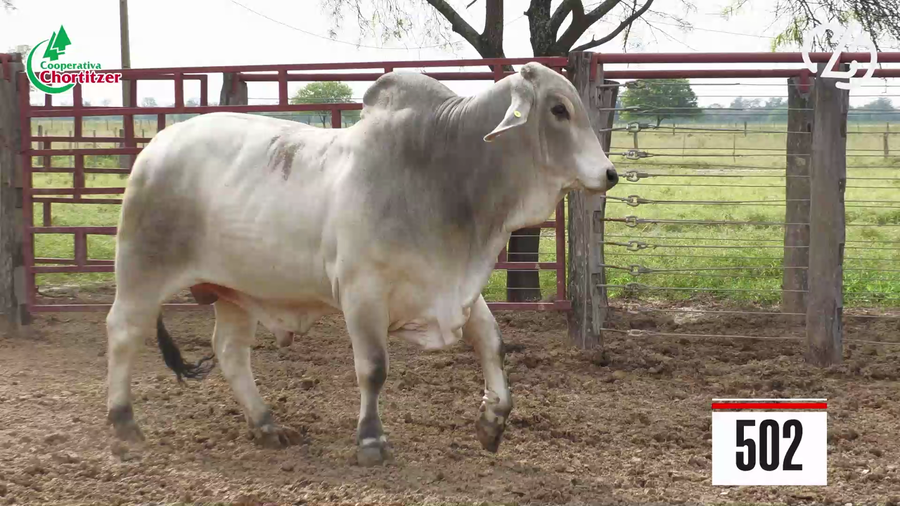Lote Brahman