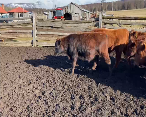 Lote 22 Ternero en Coyhaique, XI Región Aysén