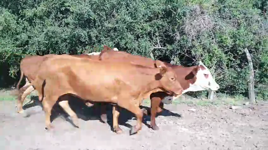 Lote 8 Vaquillonas de invernada