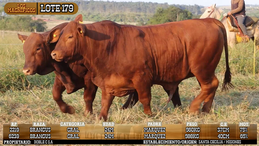 Lote LOTE 179 - VIVO