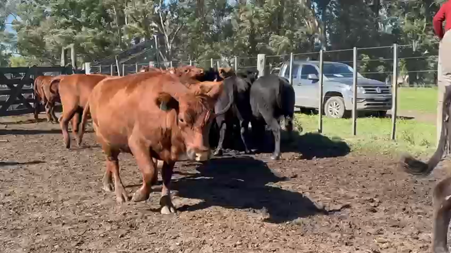 Lote 24 Vaquillonas preñadas en Buenos Aires, Las Flores
