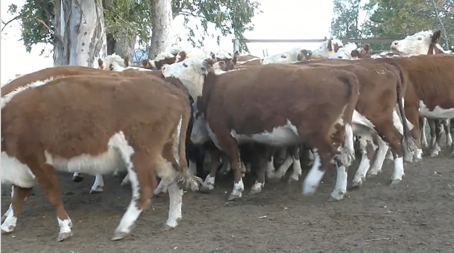 Lote (Vendido)40 Vacas de Invernada 100% Hereford a remate en 221˚ Remate Plaza Rural 431kg - , Salto