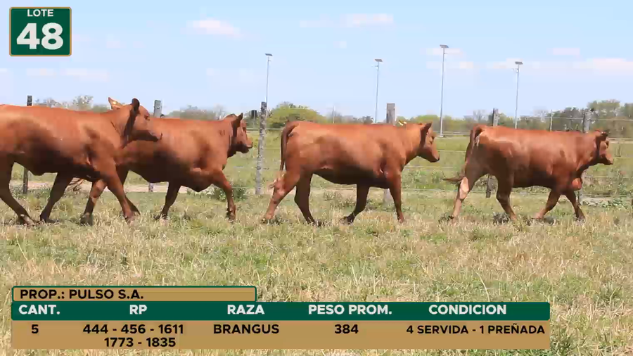 Lote HEMBRAS LOTE 48