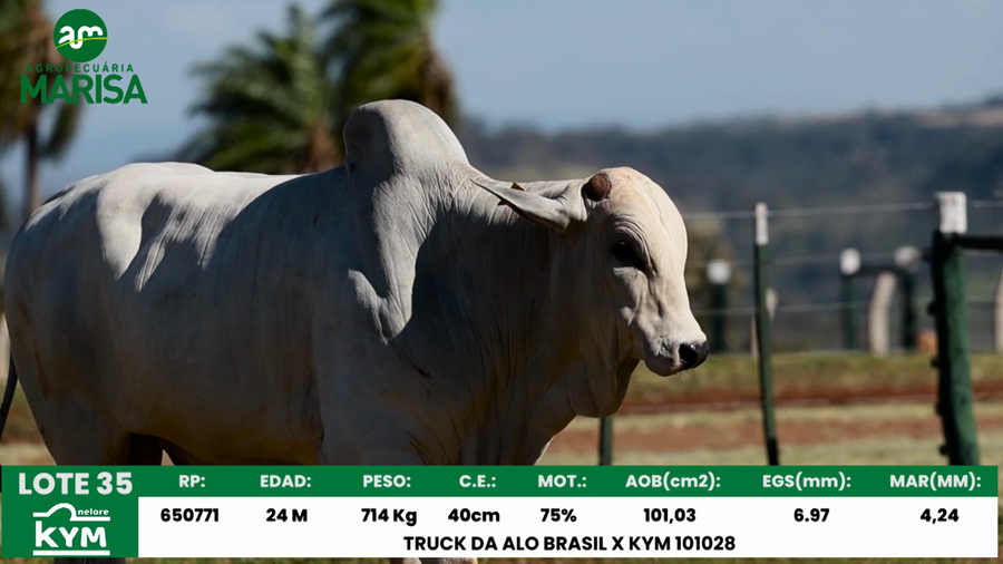 Lote Lote 35