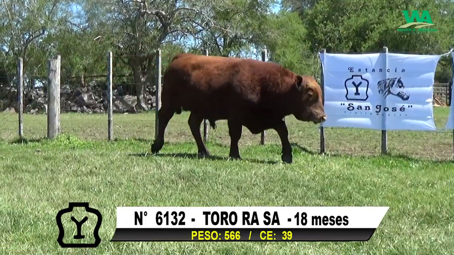 Lote TORO Nº 6132