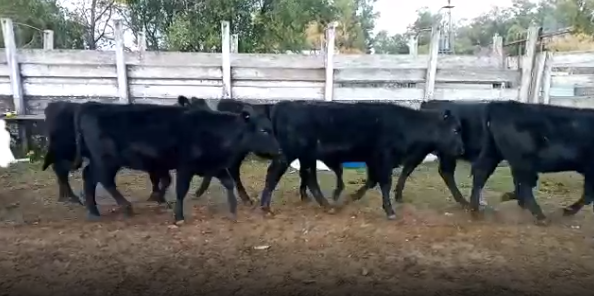Lote 12 Terneras en Colonia