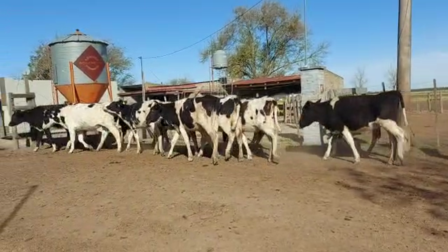 Lote Est. Don Osvaldo - Recria