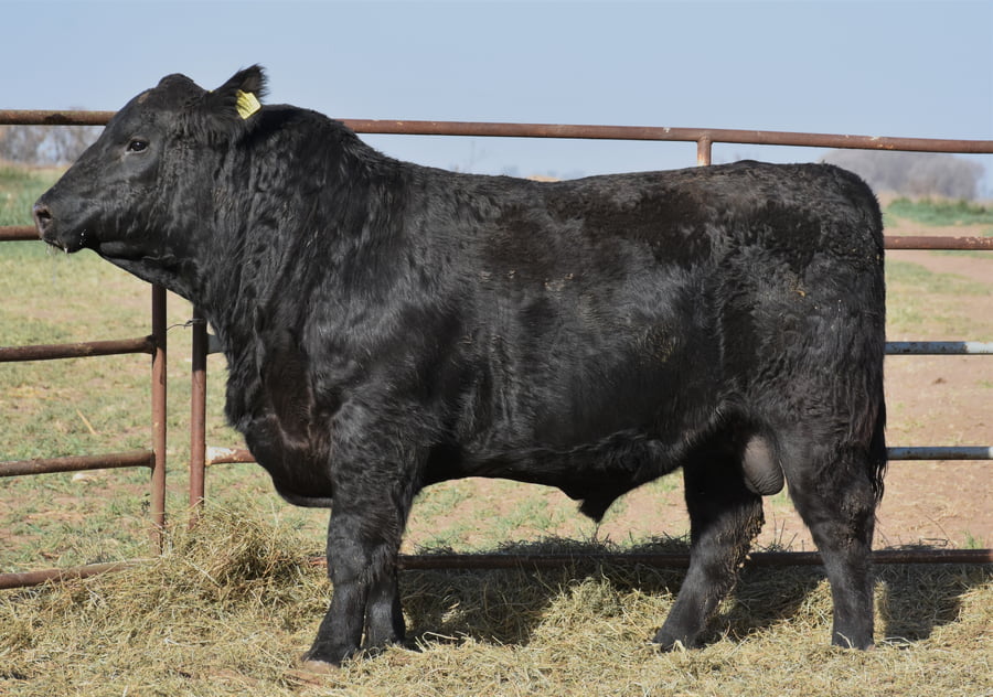 Lote TOROS (Corral 11)