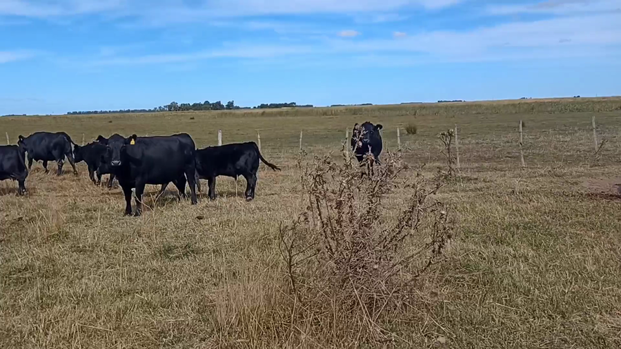 Lote 26 Vacas CUT AL CORTE