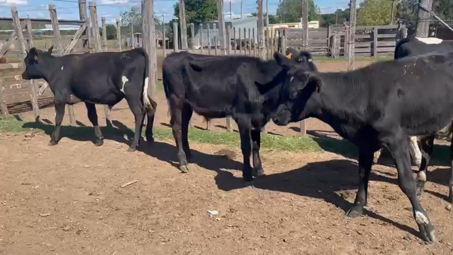 Lote 13 Terneros Holando y cruza