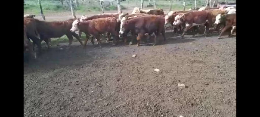 Lote 40 Terneros en Villaguay, Entre Ríos