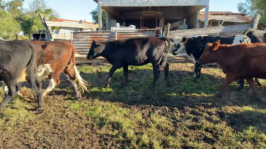 Lote VAQUILLONAS 1 a 2 AÑOS