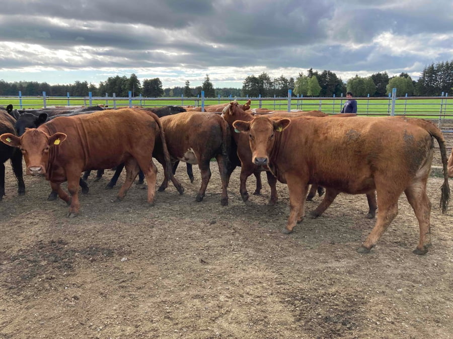 Lote 18 Vaquilla Gorda en Frutillar, X Región Los Lagos