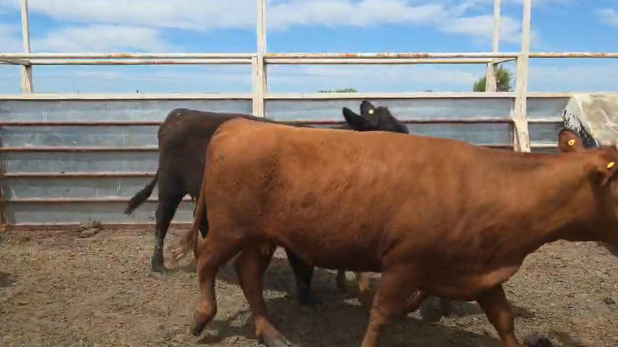 Lote 28 Vacas preñadas