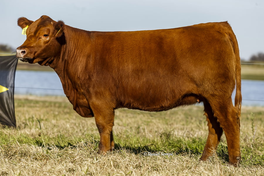 Lote Vaquillonas y Terneras La Juanita