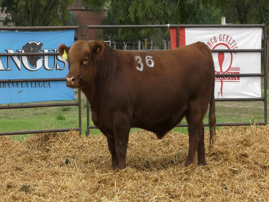 Lote TOROS ANGUS COLORADOS PC