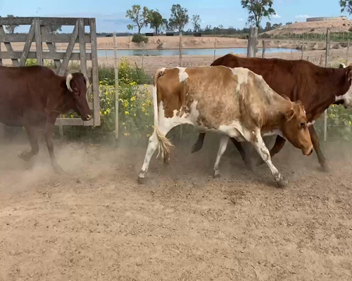 Lote 58 Vacas de invernar en Bandera, Santiago del Estero