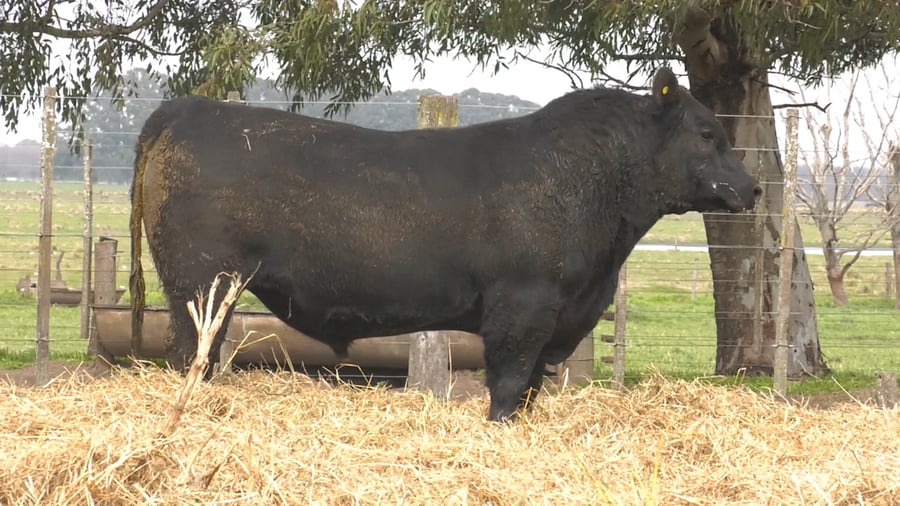 Lote TOROS PUROS POR CRUZA