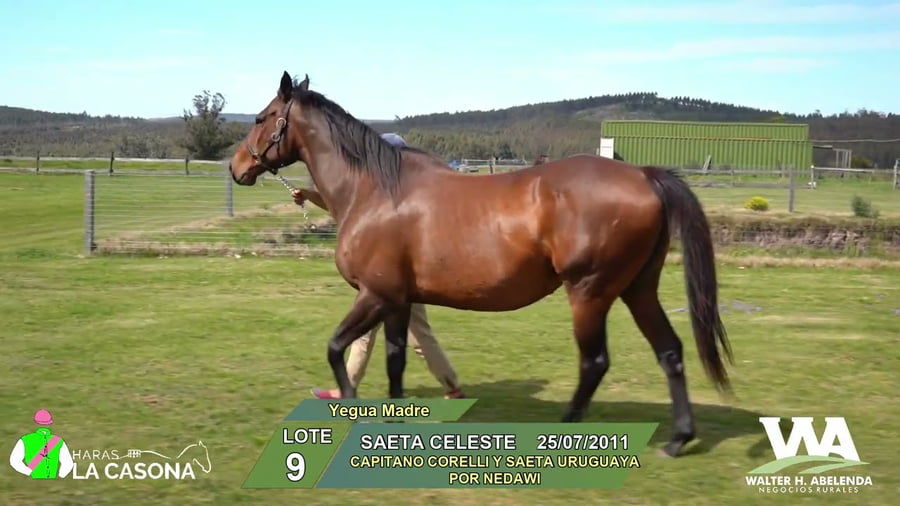 Lote SAETA CELESTE