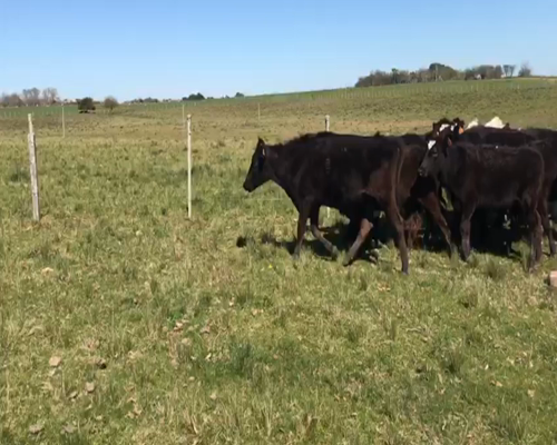 Lote (Vendido)26 Vaquillonas  CRUZA a remate en 1º Remate Virtual 256kg -  en ZUNIN