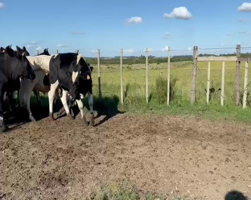 Lote (Vendido)18 Novillos HOLANDO a remate en Entre Martillos 326kg -  en V.RODRIGUEZ