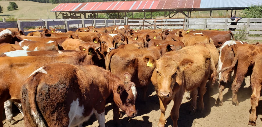 Lote 60 Novillo Engorda en Futrono, XIV Región Los Ríos