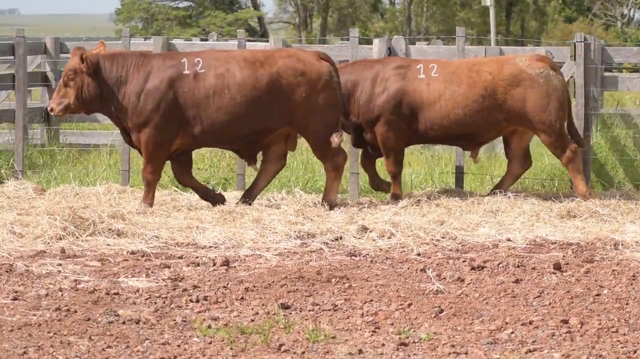 Lote 2 Toros a remate en DON PATRICIO - LIMANGUS, Salto