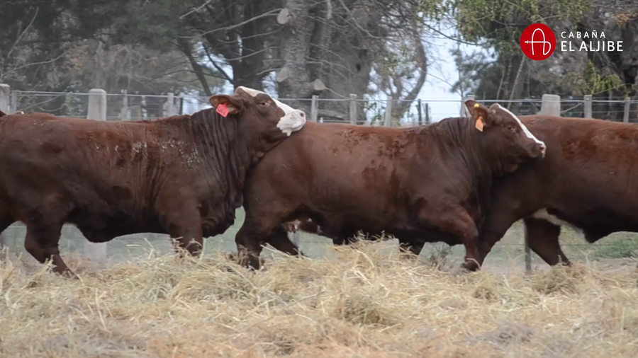 Lote VAQUILLONAS BRAFORD SUNCHALES  EL ALJIBE