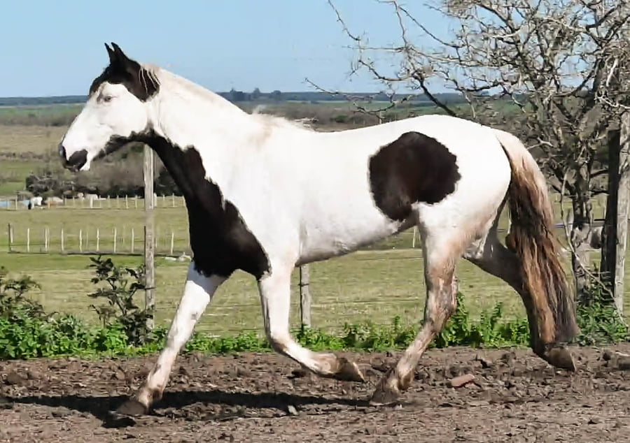 Lote Cabeza Negra LF