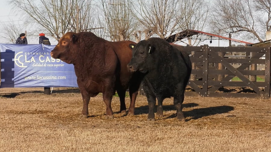 Lote TOROS ANGUS PUROS DE PEDIGREE