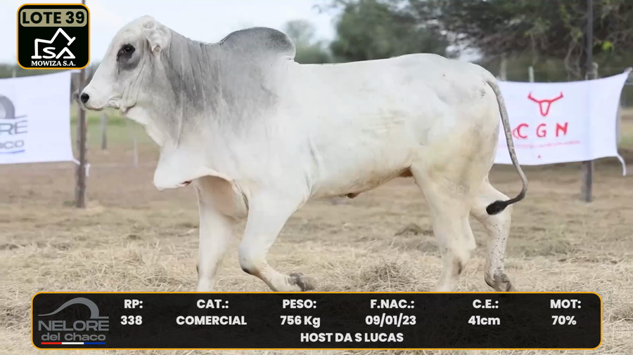 Lote LOTE 39