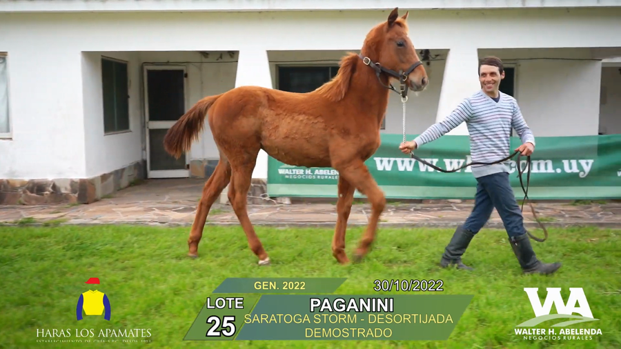 Lote PAGANINI