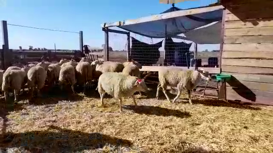 Lote (Vendido)26 Frisona Milchschaf  Frisona Milchschaf  a remate en #29 Pantalla Carmelo 30kg - , San José