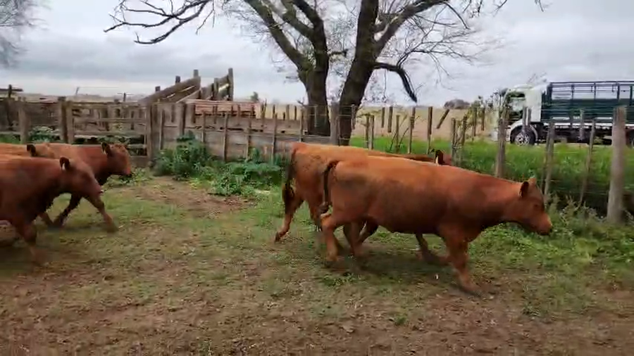 Lote 41 Novillitos en Pehuajó