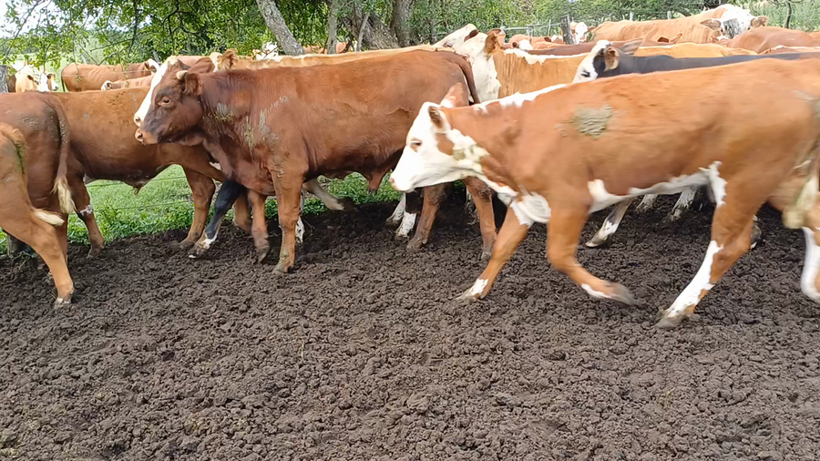 Lote 45 Terneros/as en Villaguay, Entre Ríos