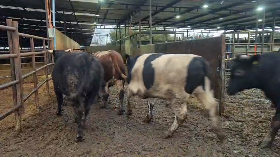 Lote 20 Novillo Gordo en Linares, VII  Región Maule